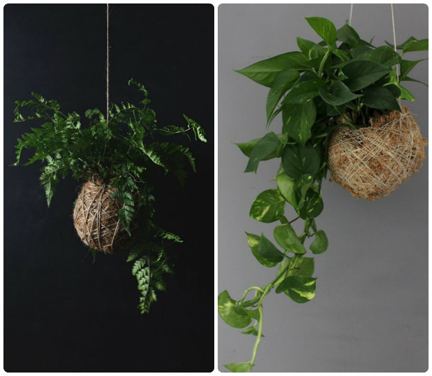 Individual Kokedama moss balls hung from the ceiling 